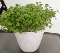 thumb_Mizuna_Microgreens_-_Tentang_Pemasok_Supplier_Fresh_Microgreens_Jakarta.jpg