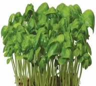 thumb_Pemasok_Supplier_Holland_Microgreens_Indonesia_Jakarta_Leafy_Italian_Basil_Cress1.jpg