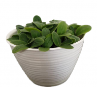 Borage Cress